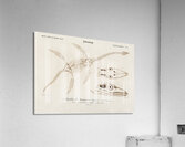 Plesiosaurus Acrylic Print