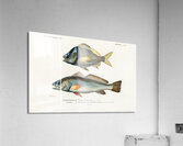 Porkfish Pristipoma virginianum and Shade-fish Sciaena aquila Acrylic Print