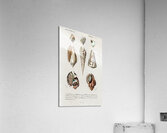Different types of mollusks Acrylic Print