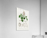 Empress tree Paulownia imperialis Acrylic Print