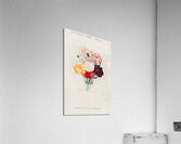 Carnation Dianthus caryophyllus Acrylic Print