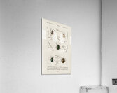 Different types of insects Acrylic Print