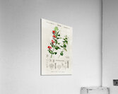 Different types of birds Acrylic Print