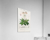 Dodecatheon meadia Acrylic Print