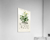 Sea Island cotton gossypium vitifolium Acrylic Print