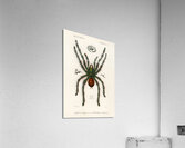 Sea Island cotton gossypium vitifolium Acrylic Print