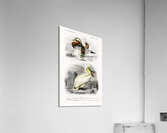 Different types of birds Acrylic Print