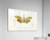 Different types of birds Acrylic Print