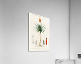 Candelabra aloe aloe fruticosa Acrylic Print