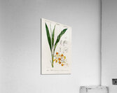 Dwarf cardamom Alpinia nutans Acrylic Print