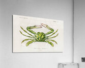 Portunus Lupa Pelagica Acrylic Print