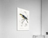 Eurasian sparrowhawk Accipiter nisus Acrylic Print