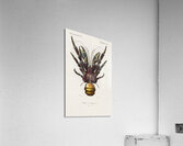 Coconut Crab Birgus latroi Acrylic Print