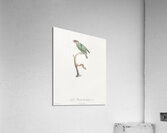 Vieillot barbet Acrylic Print