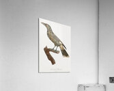 Curl-crested Manucode  Acrylic Print