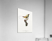 Curl-crested Manucode  Acrylic Print