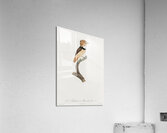 Black-necked stilt  Acrylic Print