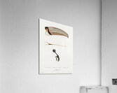 Toco foot beak and tongue  Impression acrylique