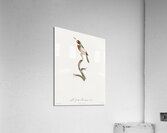 Yellow-billed jacamar Impression acrylique