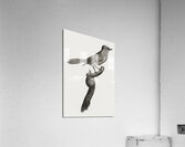 Blue-green jay Acrylic Print