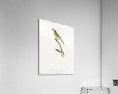 Black-collared barbet  Acrylic Print