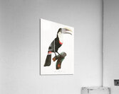 Toco toucan  Acrylic Print