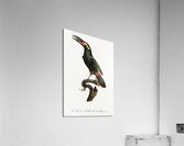 Black-necked Aracari  Acrylic Print