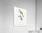 Rufous-tailed Jacamar Acrylic Print