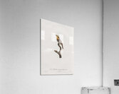 Russet-throated puffbird  Acrylic Print