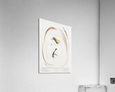 Emperor bird-of-paradise head claw feather and tail  Acrylic Print