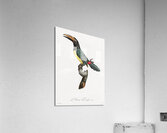 Green aracari  Acrylic Print