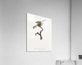 Green-tailed Jacamarmale  Acrylic Print