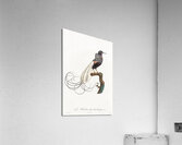 Twelve wired bird of paradise  Acrylic Print