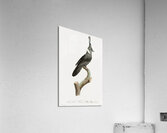 Black Jay with White Colla Acrylic Print