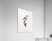 Black-billed Tamatia  Acrylic Print