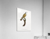 White-cheeked Jay  Acrylic Print