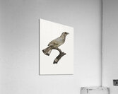 Varied roller of Africa  Acrylic Print