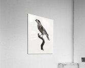 Nutcracker  Acrylic Print