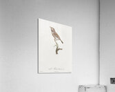 White-chested puffbird  Acrylic Print