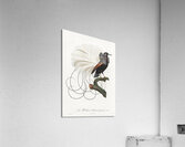 Twelve wired bird of paradise  Acrylic Print