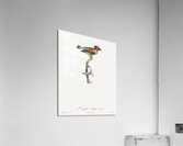 Little jay Acrylic Print