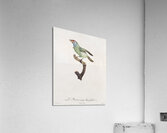 Blue-throated Bearded bee-eater Acrylic Print