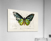Green birdwing Ornithoptera priamus Acrylic Print