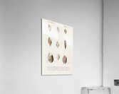 Different types of mollusks Acrylic Print