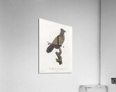 Western parotia in the idle state  Acrylic Print