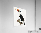 Yellow necklace Toucan  Acrylic Print