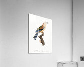 Young African roller  Acrylic Print