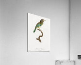 Great barbet  Acrylic Print