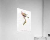 Young violet roller  Acrylic Print