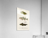 Different types of fishes Acrylic Print